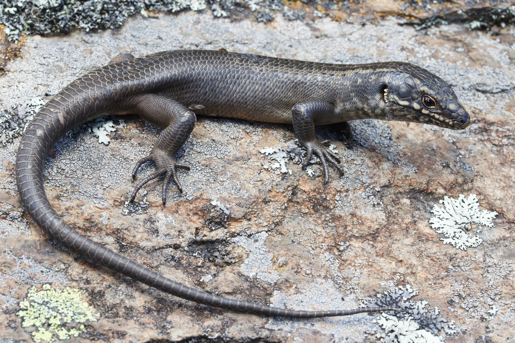 Kaputar Rock Skink