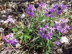 Glandularia canadensis