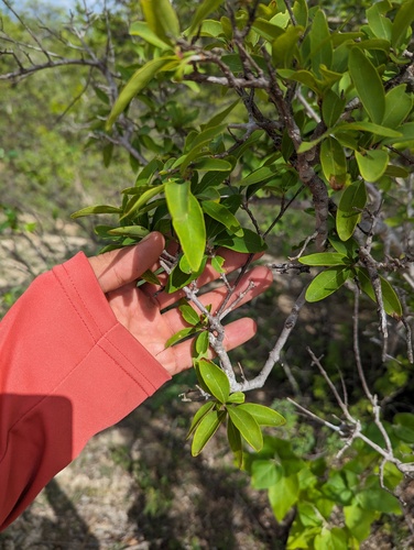 Forestiera macrocarpa (Forestiera macrocarpa)
