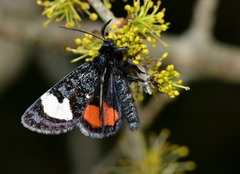 Psychomorpha epimenis