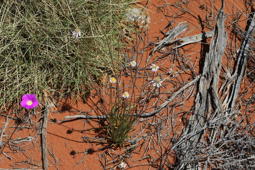 Image of Lawrencella davenportii by no rights reserved