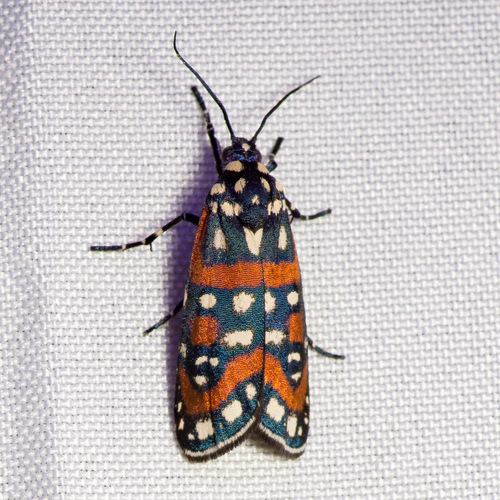 Straight-lined Cydosia Moth photo 5
