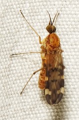 Anisopodidae
