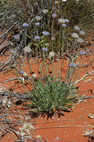 Brunonia australis (Brunonia australis)