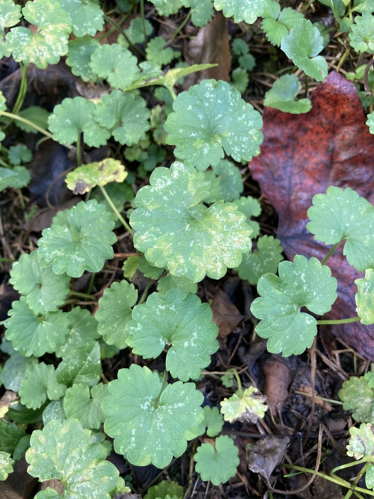 ground-ivy from SC-14, Landrum, SC, US on October 14, 2023 at 02:01 PM ...