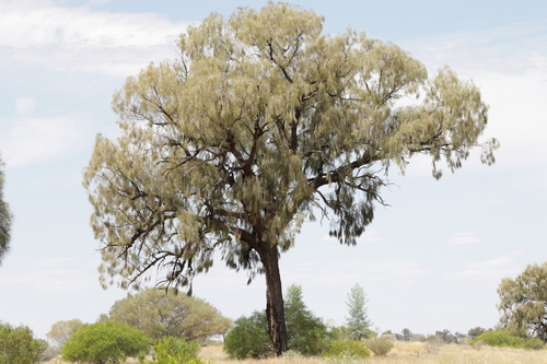 Image of Allocasuarina decaisneana by no rights reserved
