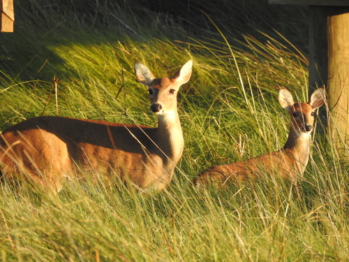 White-tailed Deer photographed in Louisiana