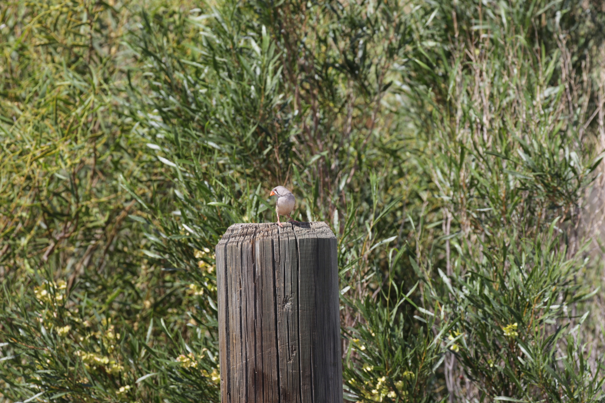 Zebra Finch