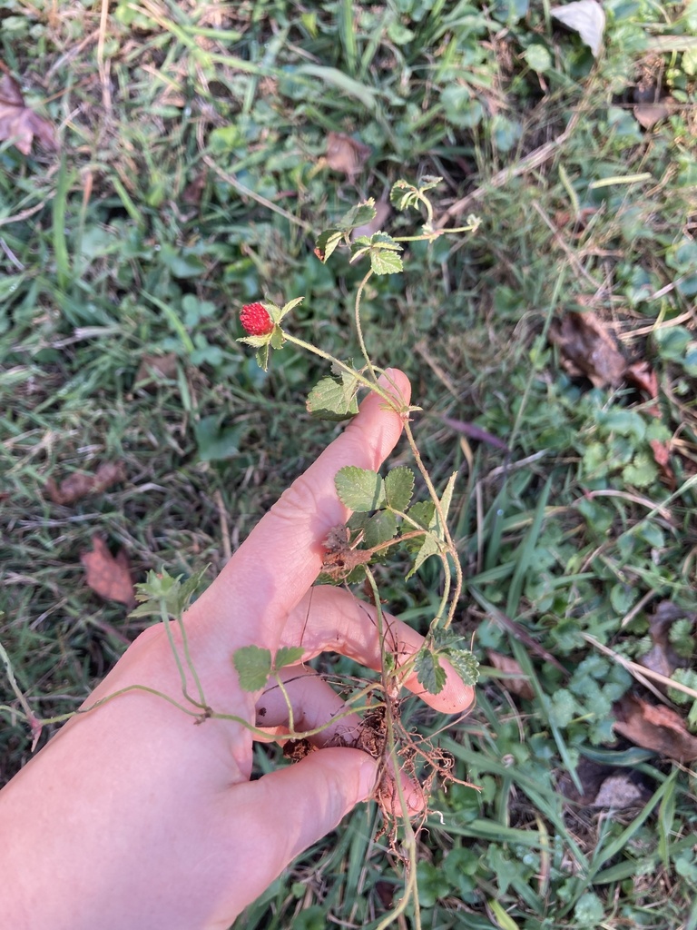 mock strawberry from SC14, Landrum, SC, US on October 14, 2023 at 04