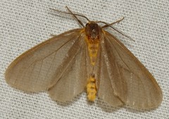 Pagara simplex