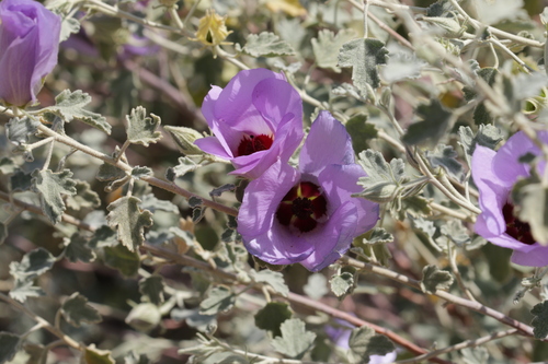Image of Alyogyne pinoniana by no rights reserved
