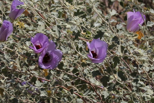 Image of Alyogyne pinoniana by no rights reserved
