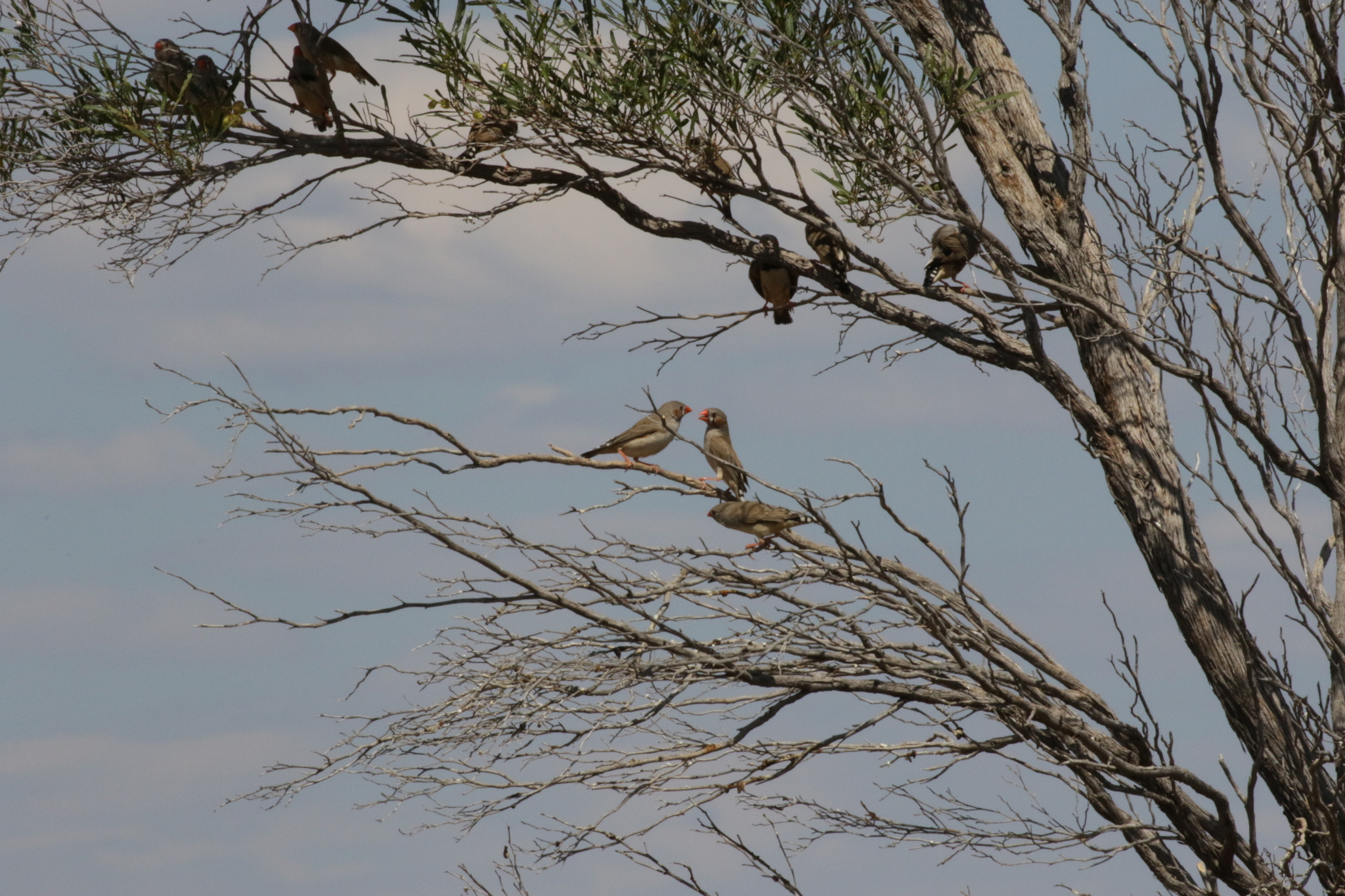 Zebra Finch