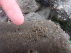 Ammothea hilgendorfi