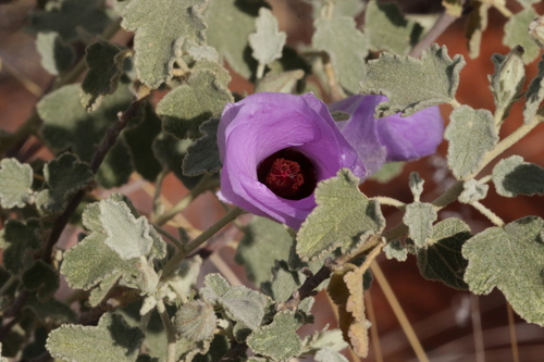 Sand-hibiscus (Alyogyne pinoniana)