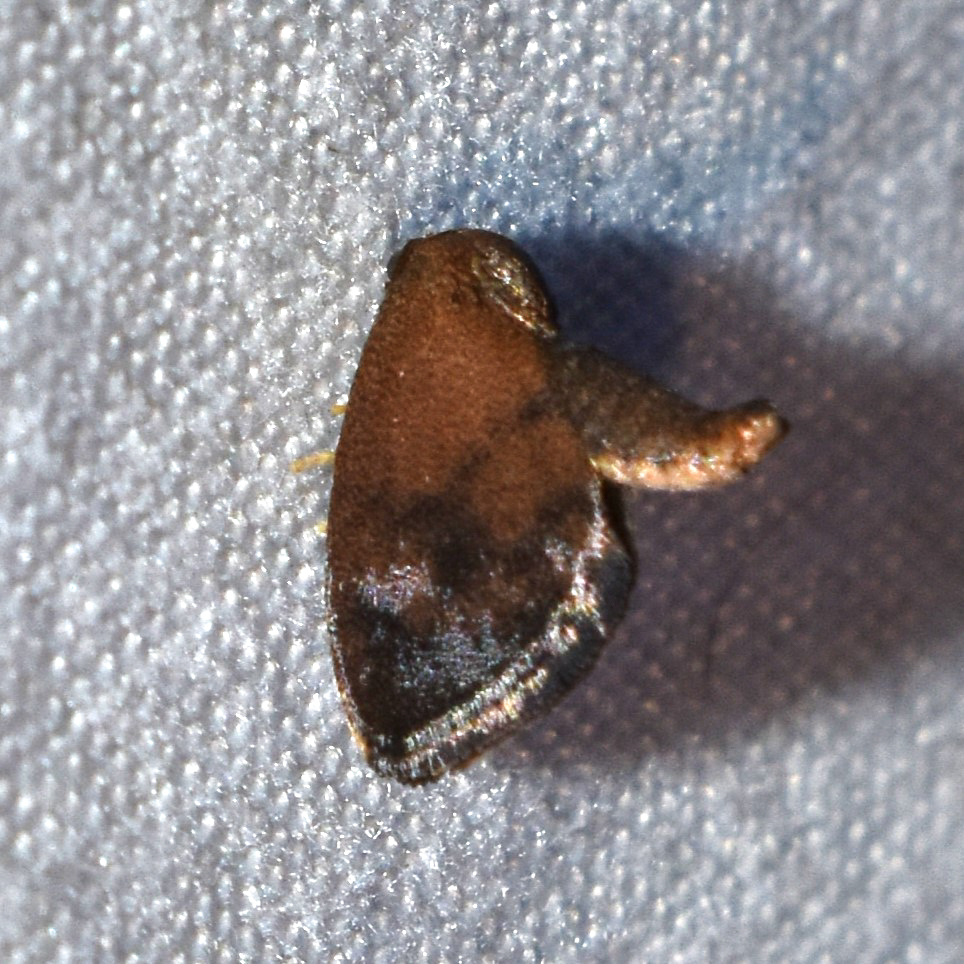 Heterogenea shurtleffi