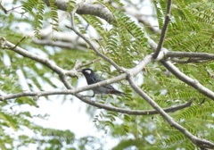 Conirostrum leucogenys