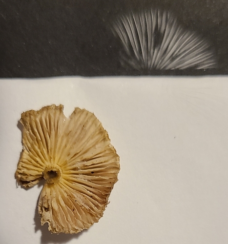 Mycena inclinata (Photo 4 of 4)