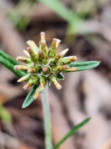 Euchiton sphaericus