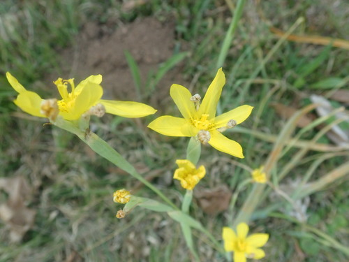 Image of Moraea pallida by (c) agujaceratops, some rights reserved (CC BY)