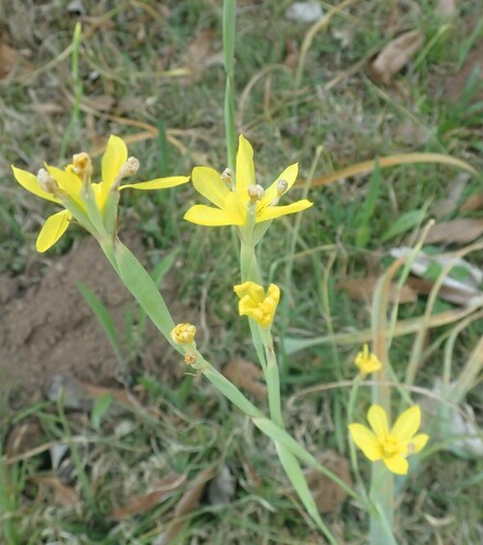 Image of Moraea pallida by (c) agujaceratops, some rights reserved (CC BY)