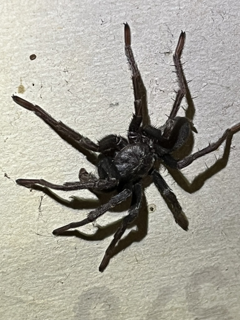 False Tarantula from Sage Ave, Markleeville, CA, US on October 15, 2023 ...