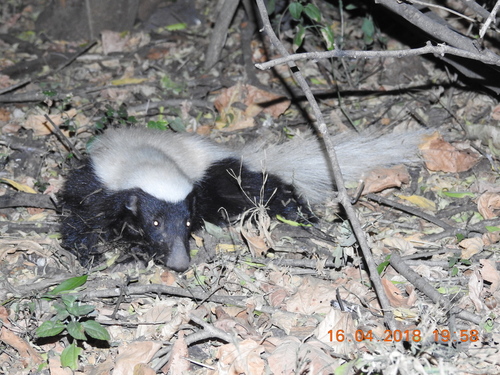 American Hog-nosed Skunk