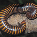 Largespine Millipedes - Photo (c) Felix Riegel, some rights reserved (CC BY-NC), uploaded by Felix Riegel