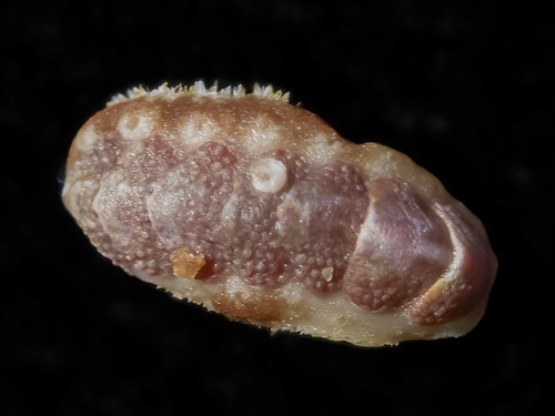 taxonomy_inaturalist image for Acanthochitonidae