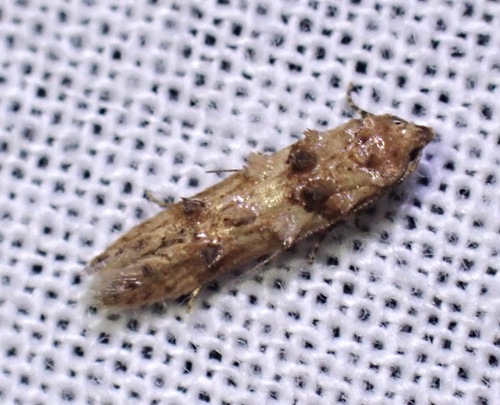 Sweet Clover Root Borer Moth photo 4