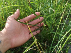 Symphyotrichum anticostense