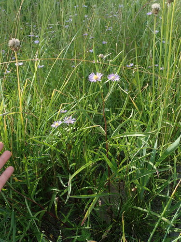 Anticosti aster — photo 1