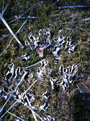 Peltigera malacea