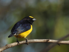 West Mexican Euphonia photo 2