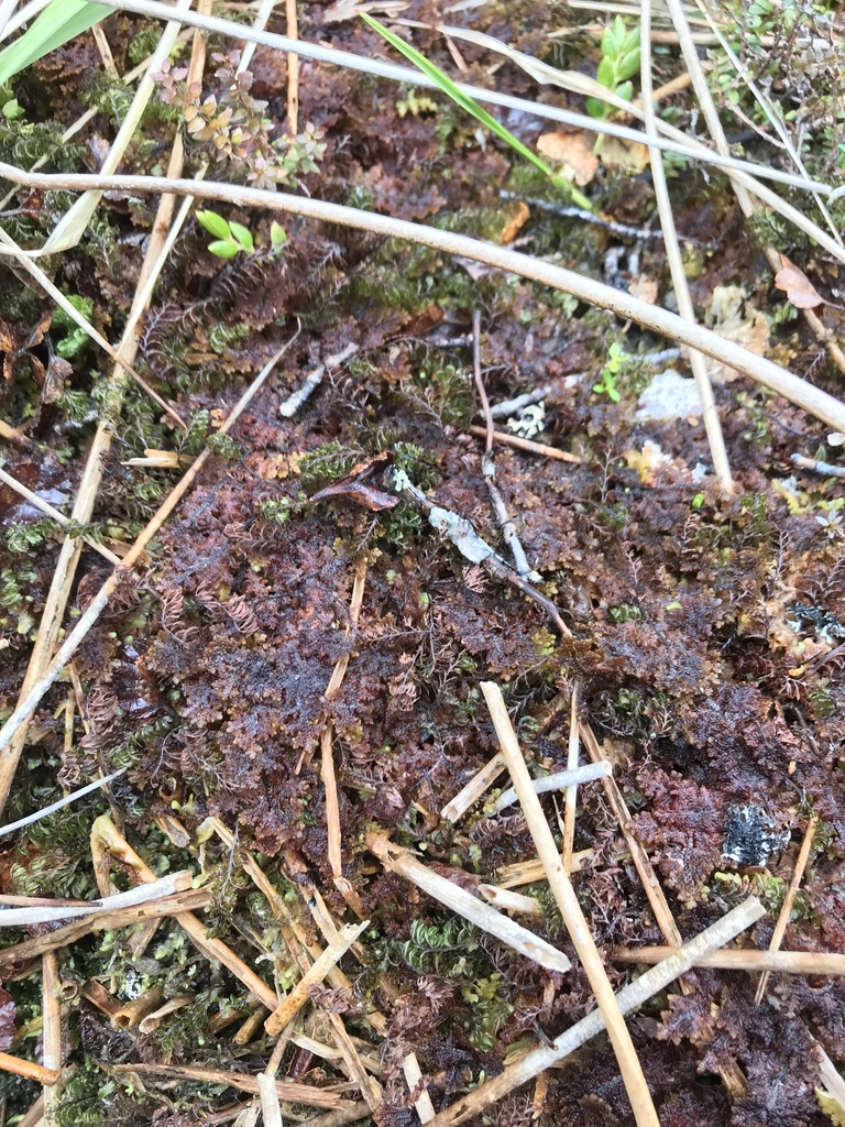 Gackstroemia magellanica from Isla de los Estados, Tierra del Fuego, AR ...