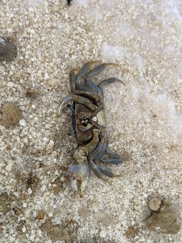 Blue Land Crab