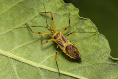 Zelus armillatus