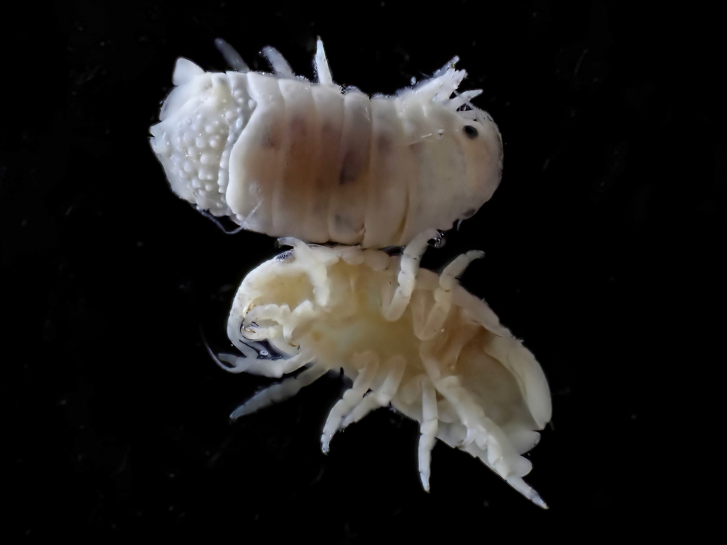 Ischyromene