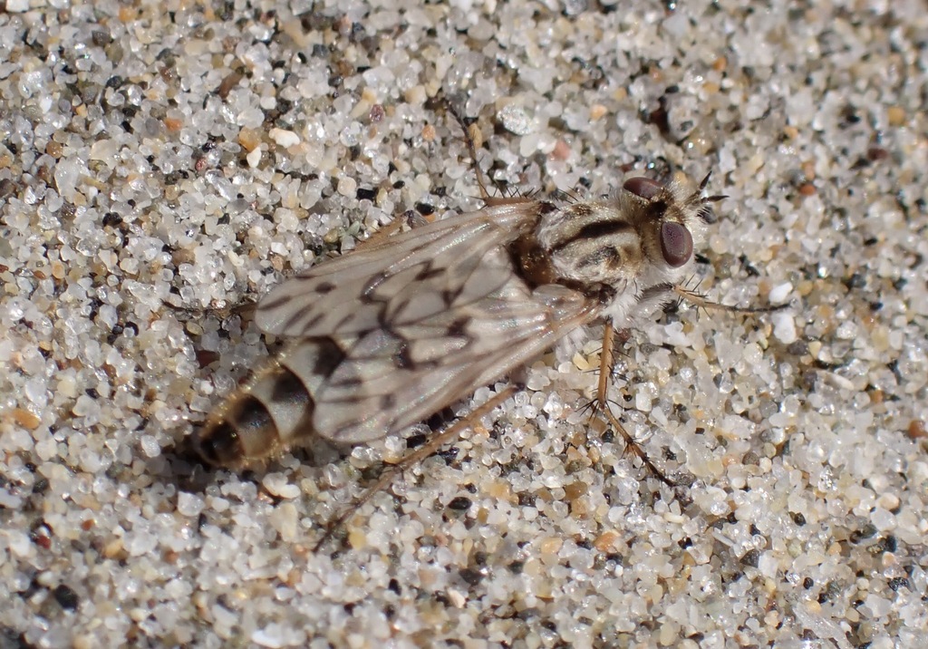 Thereva niveipennis