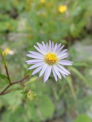 Symphyotrichum novi-belgii villicaule