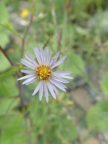 Symphyotrichum novi-belgii var. villicaule