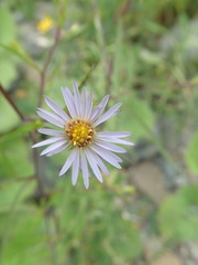Symphyotrichum novi-belgii villicaule