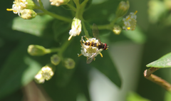 Allograpta hortensis