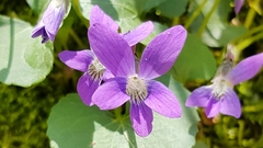 Viola
