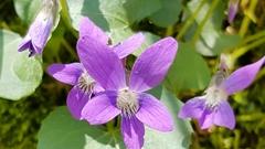 Viola