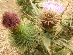 Cirsium vulgare image