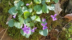 Viola