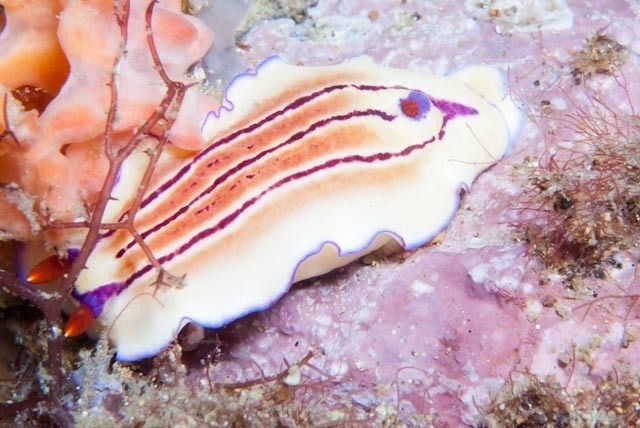 Triple-striped Split-tooth Dorid