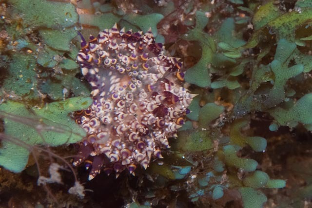 Janolus flavoanulatus