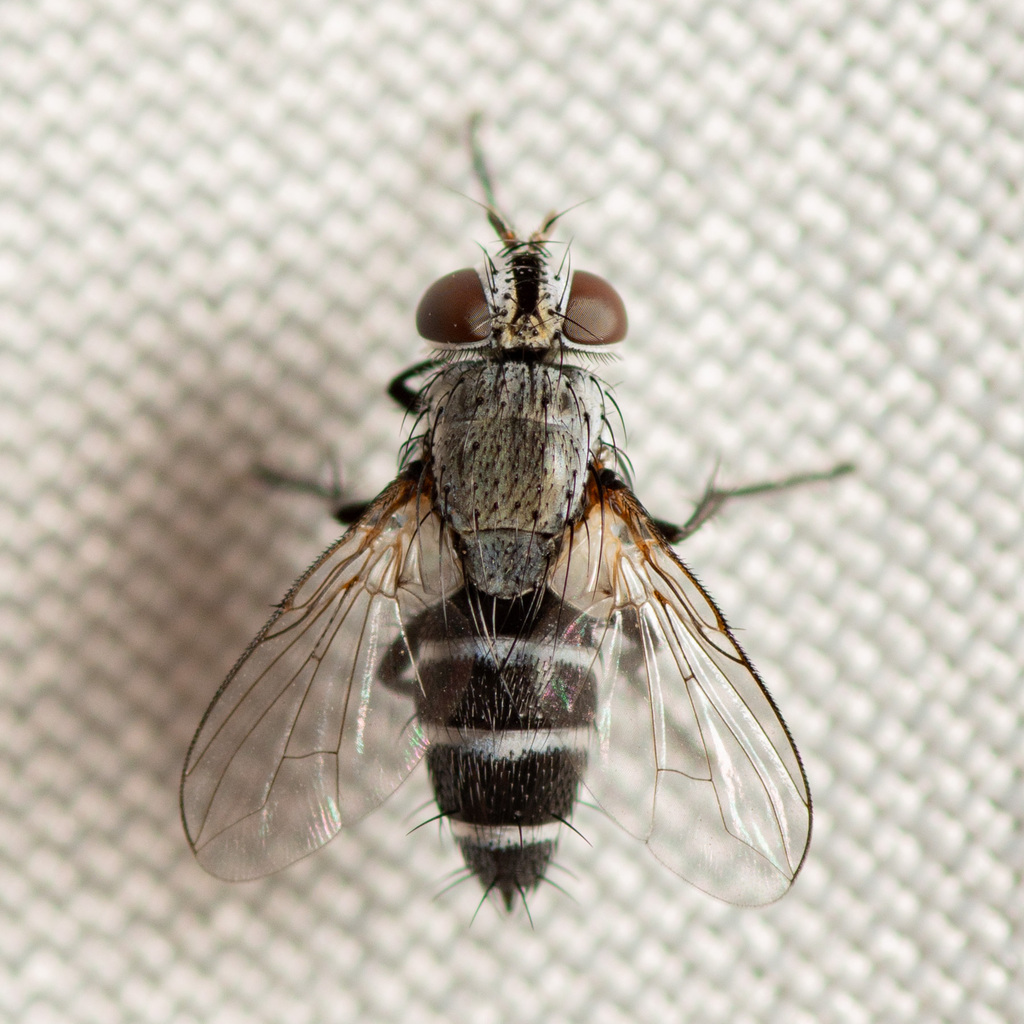 Spathidexia